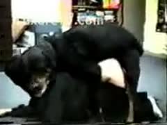 Huge Rottweiler pounding his owners booty gap 